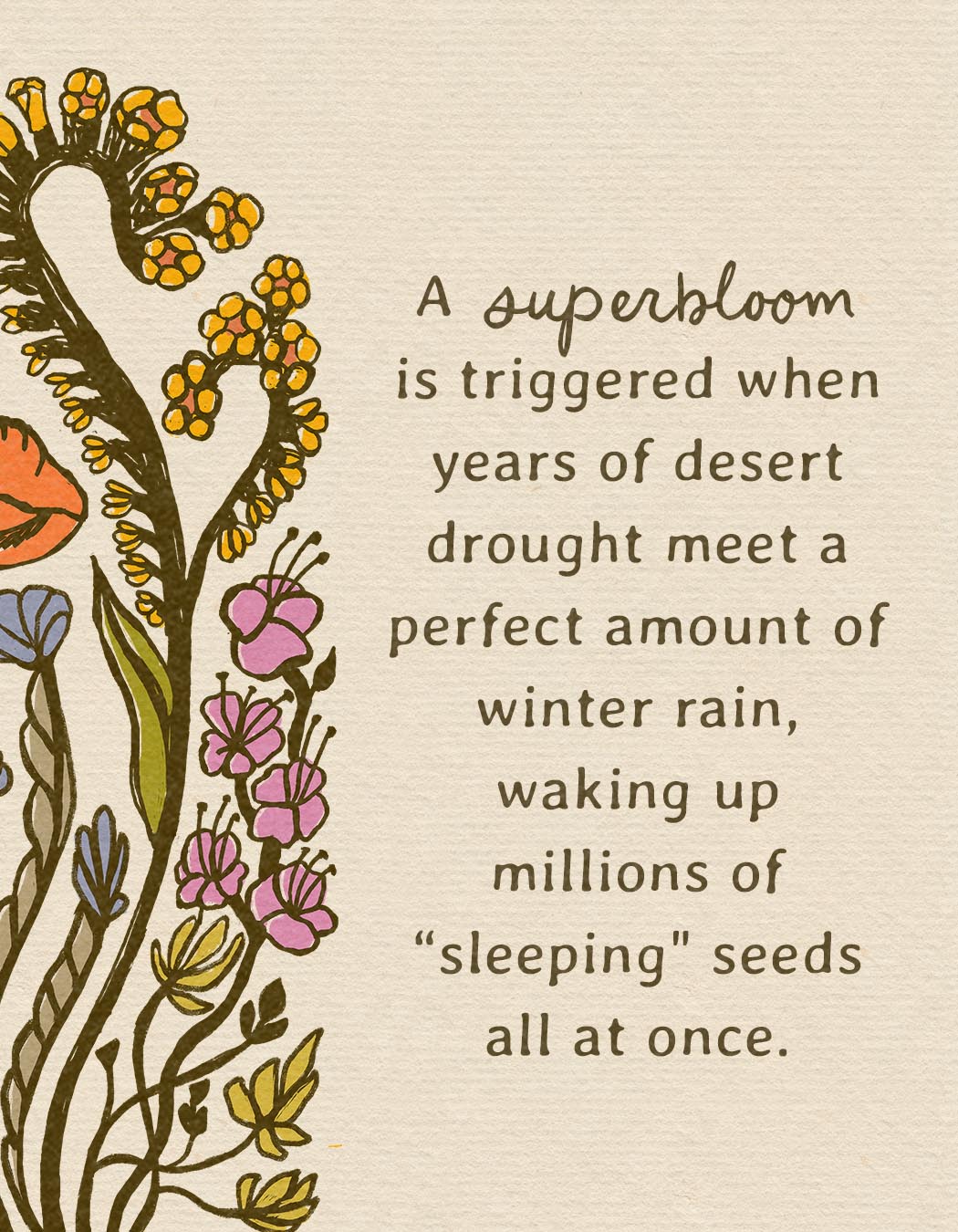 California Superbloom Botanical | "It was all building up to this moment."
