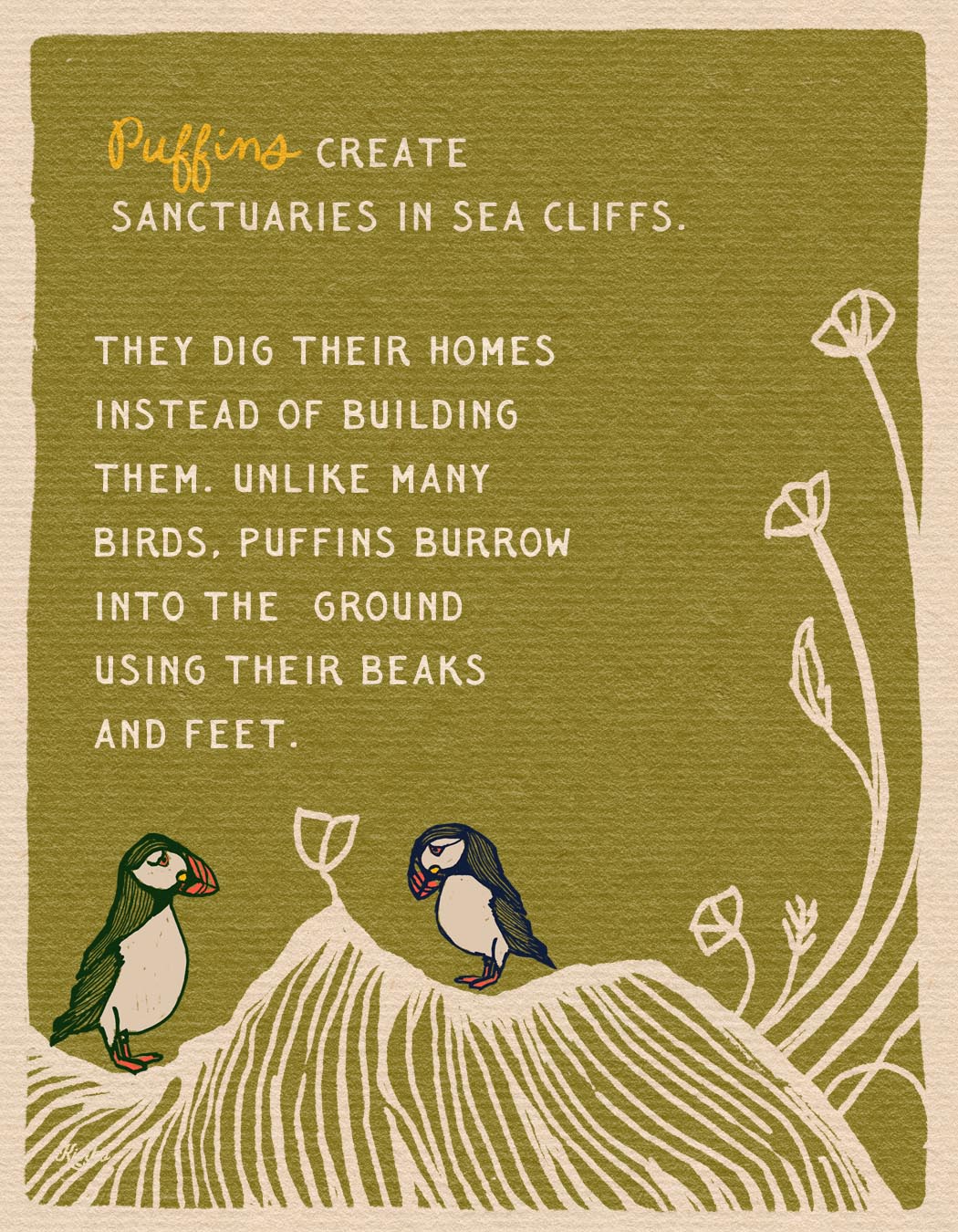 The Puffins & The Poppies | Framed Canvas Print