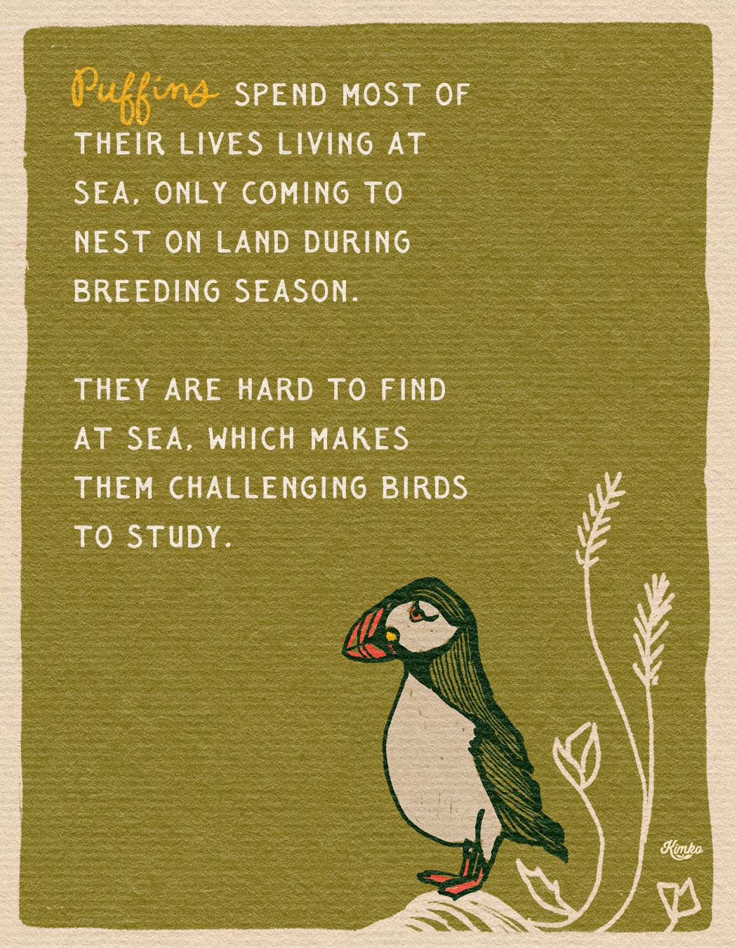 The Puffins & The Poppies | Framed Canvas Print