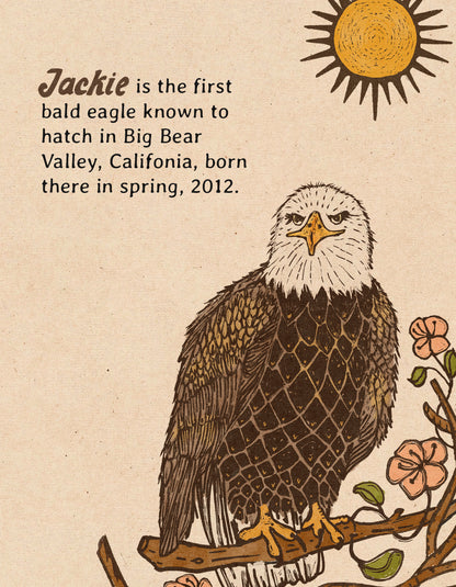 Tribute to Jackie the Big Bear Bald Eagle | Framed Fine Art Print