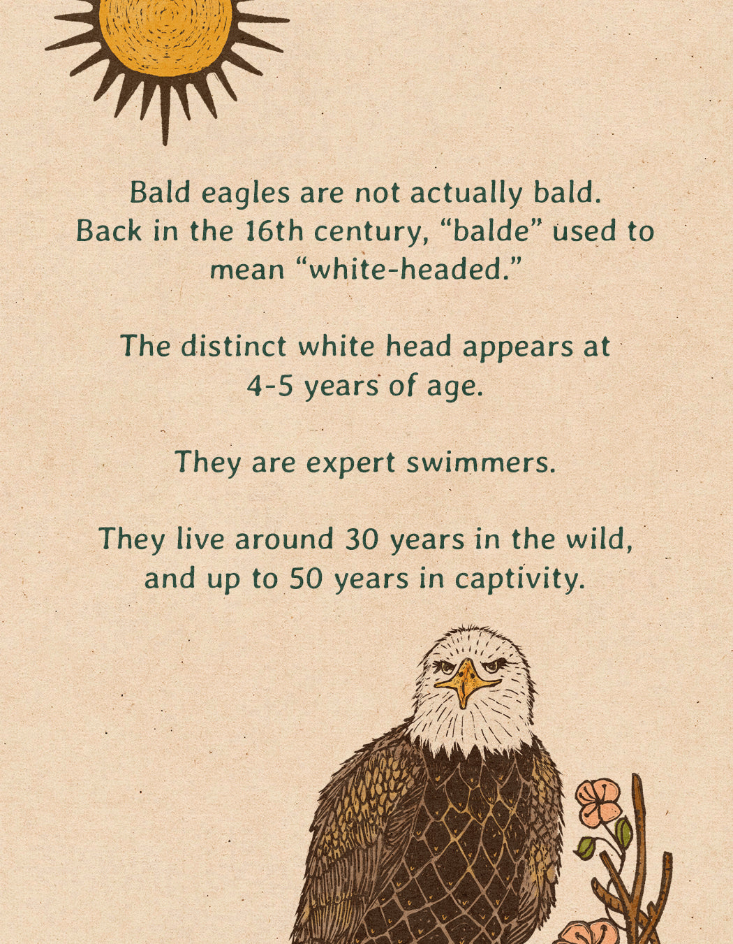 Tribute to Jackie the Big Bear Bald Eagle | Framed Fine Art Print