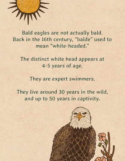 Tribute to Jackie the Big Bear Bald Eagle | Framed Fine Art Print