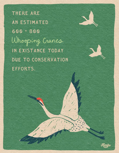 The Dance of the Whooping Cranes  | Framed Canvas Print