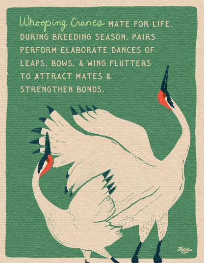 The Dance of the Whooping Cranes  | Framed Canvas Print